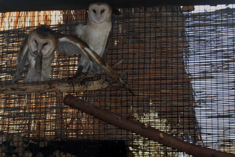 Living Desert Zoo and Gardens