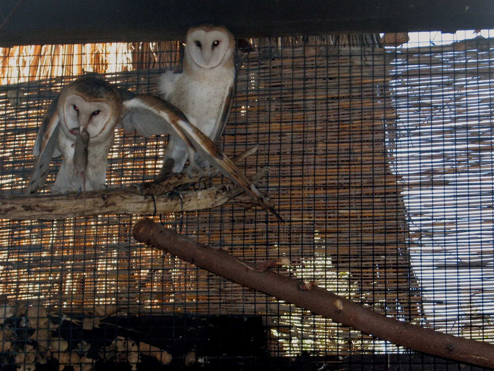 The Living Desert Zoo and Gardens