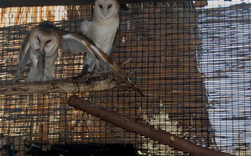 The Living Desert Zoo and Gardens