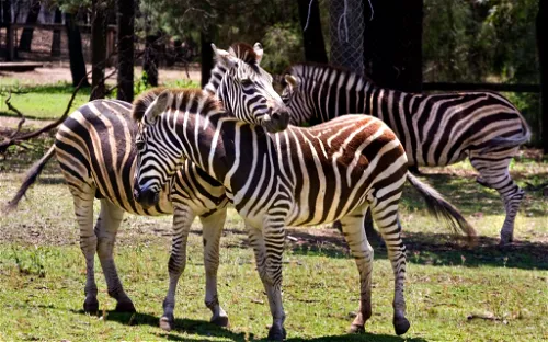 Taronga Western Plains Zoo