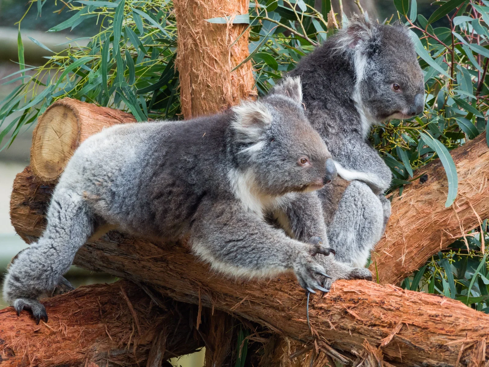 Ballarat Wildlife Park: An Interactive Journey Through Australian Wildlife