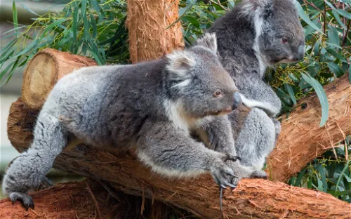 Ballarat Wildlife Park