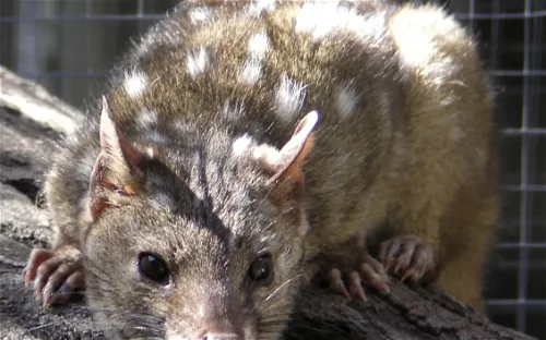 Caversham Wildlife Park