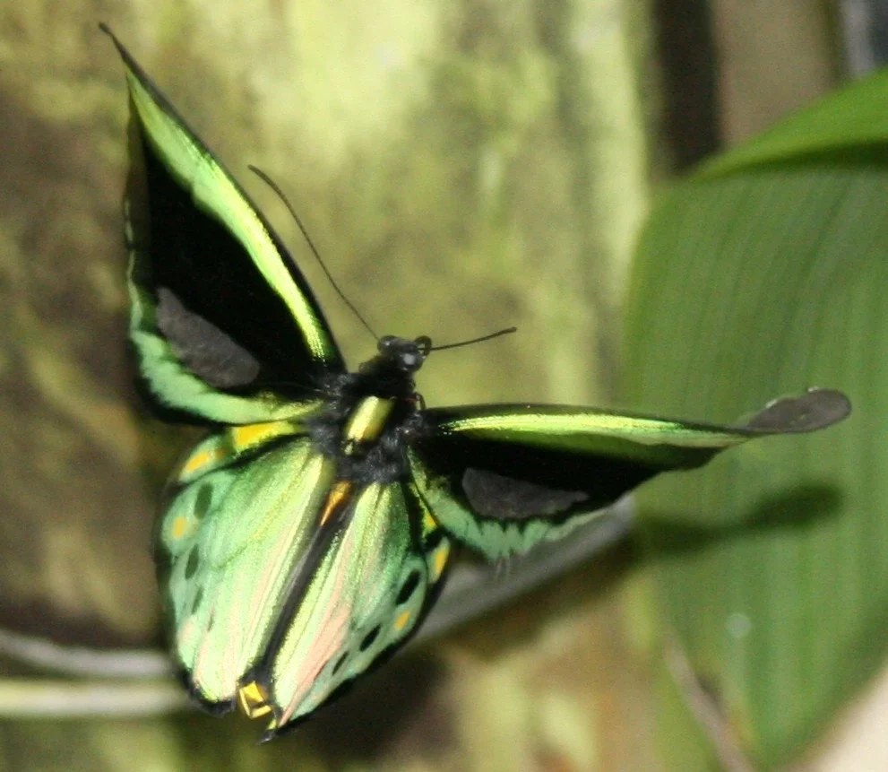 Australian Butterfly Sanctuary