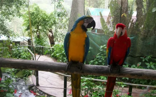 Birdworld Kuranda