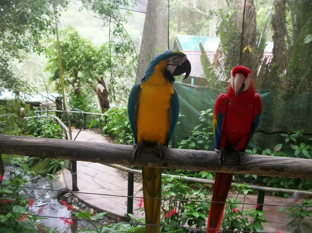 Birdworld Kuranda (Kuranda) Visitor Information & Reviews