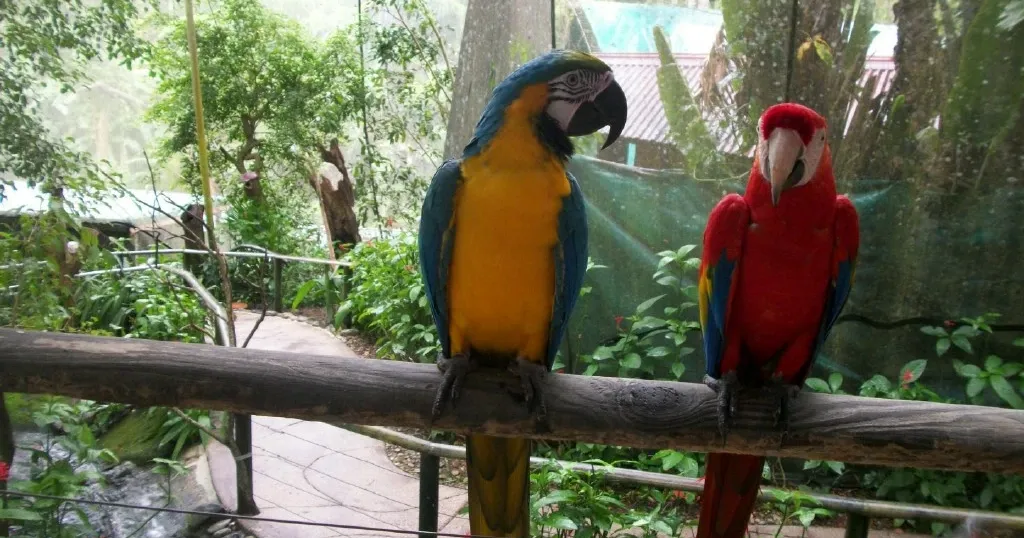 Birdworld Birdworld Kuranda (Kuranda) - Visitor Information & Reviews