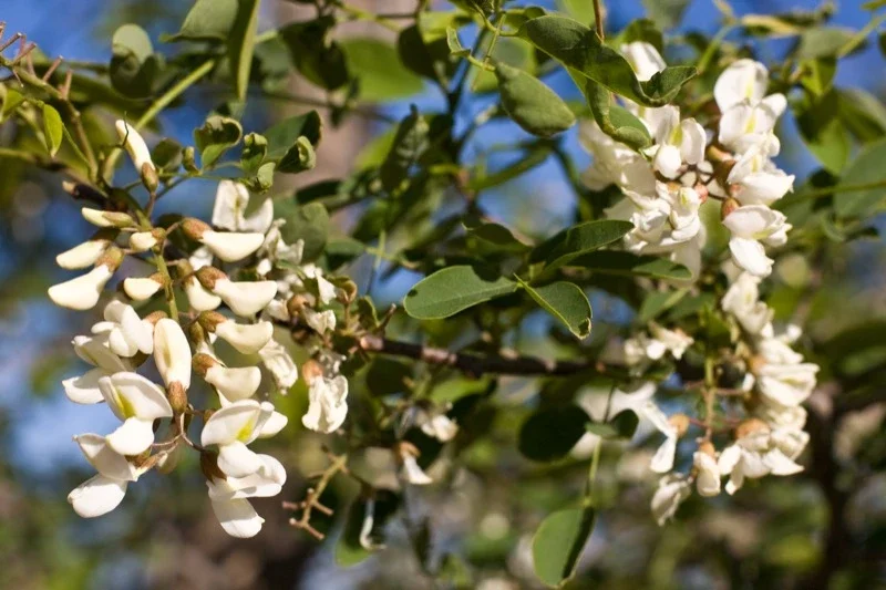 Chihuahuan Desert Research Institute