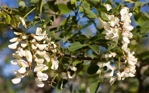 Chihuahuan Desert Research Institute