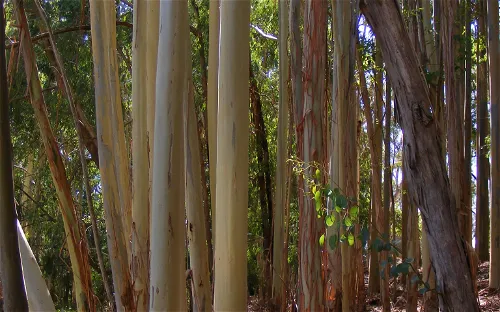 Warrawong Wildlife Sanctuary