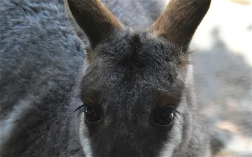 Featherdale Sydney Wildlife Park