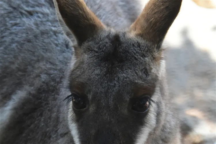 Featherdale Sydney Wildlife Park