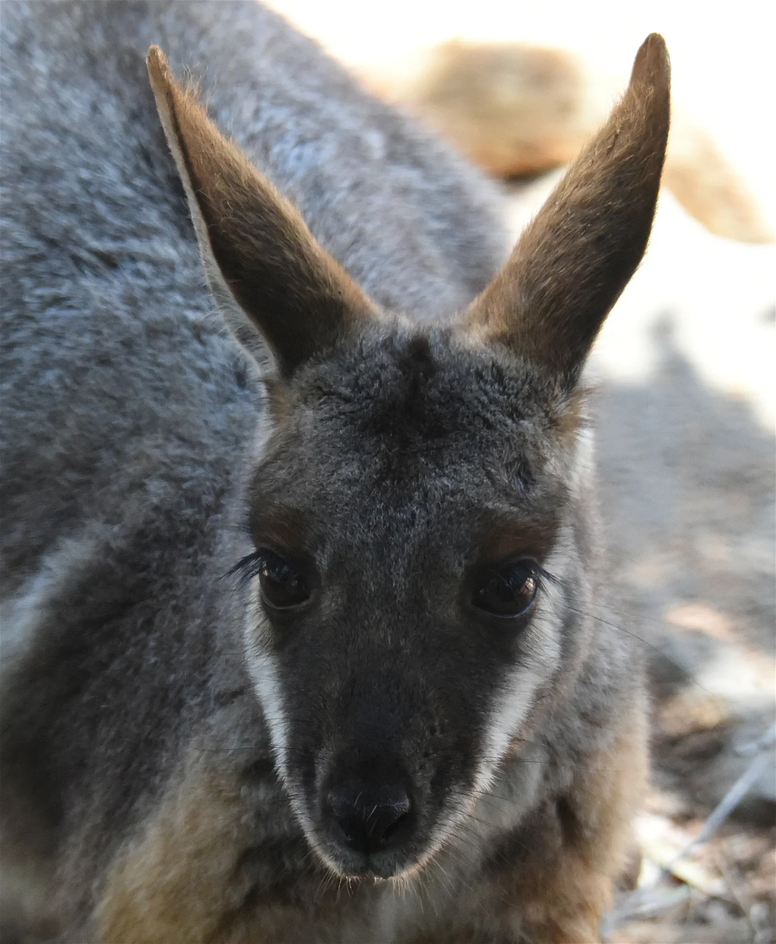 Featherdale Sydney Wildlife Park