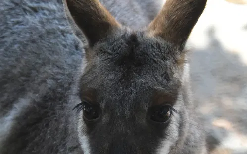Featherdale Wildlife Park