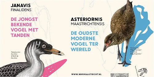 Expositie Wonderchicken & Co. Verborgen juweeltjes  i.s.m. de University of Cambridge