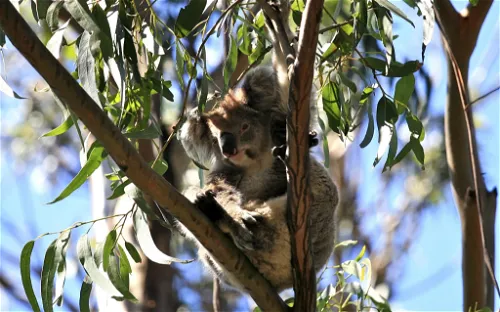 Koala Park Sanctuary