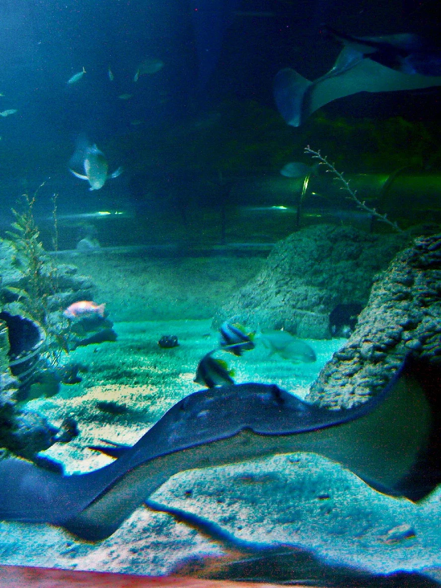 AQWA The Aquarium Of Western Australia