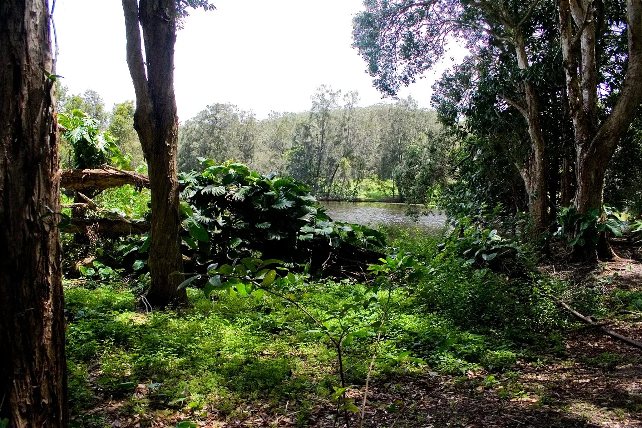 Currumbin Valley