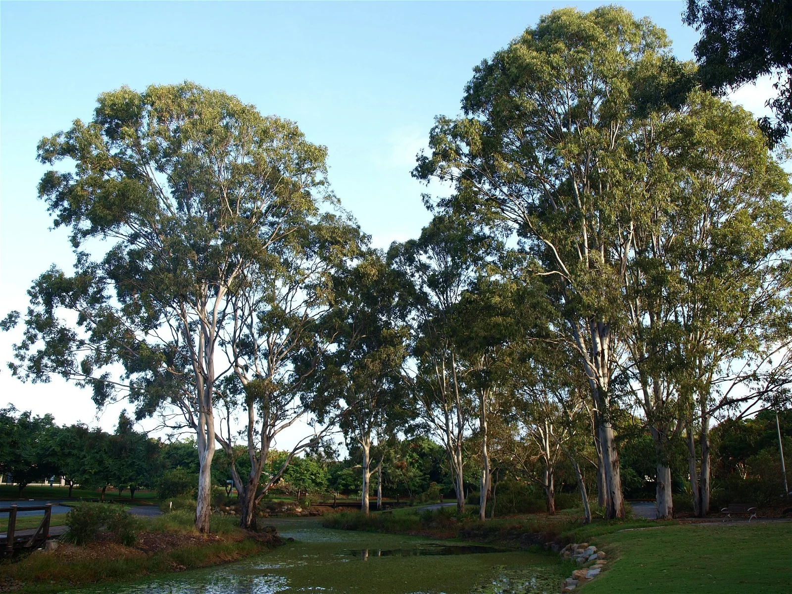 Gold Coast Regional Botanic Gardens