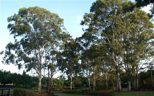 Gold Coast Regional Botanic Gardens