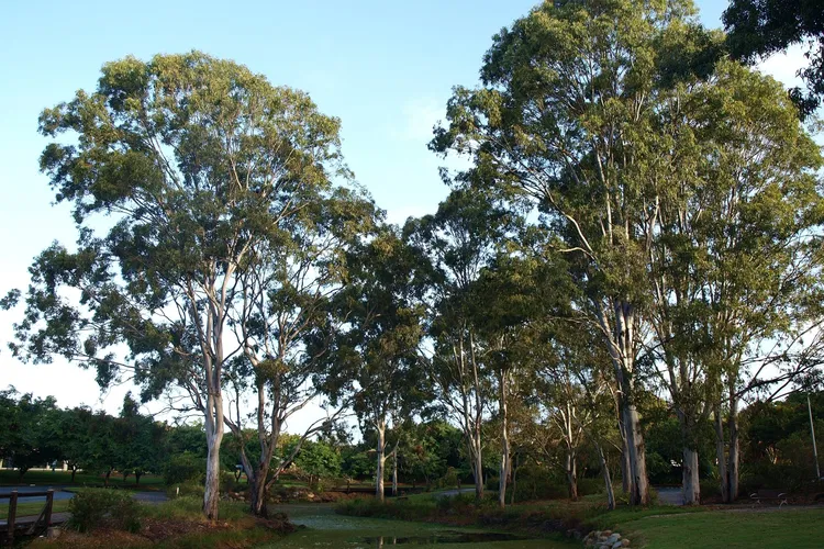 Jardín botánico regional de Gold Coast