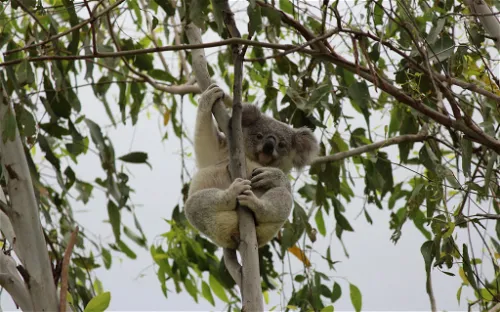 Maru Koala and Animal Park