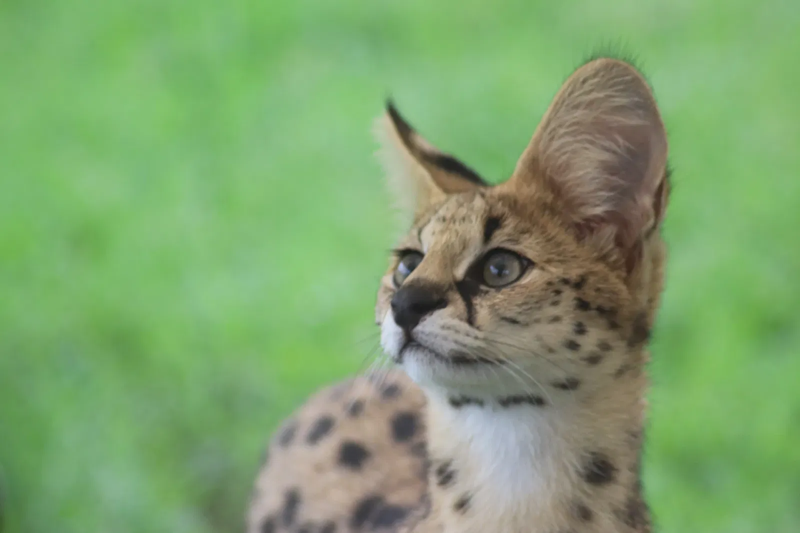 Darling Downs Zoo (Pilton) - Visitor Information & Reviews