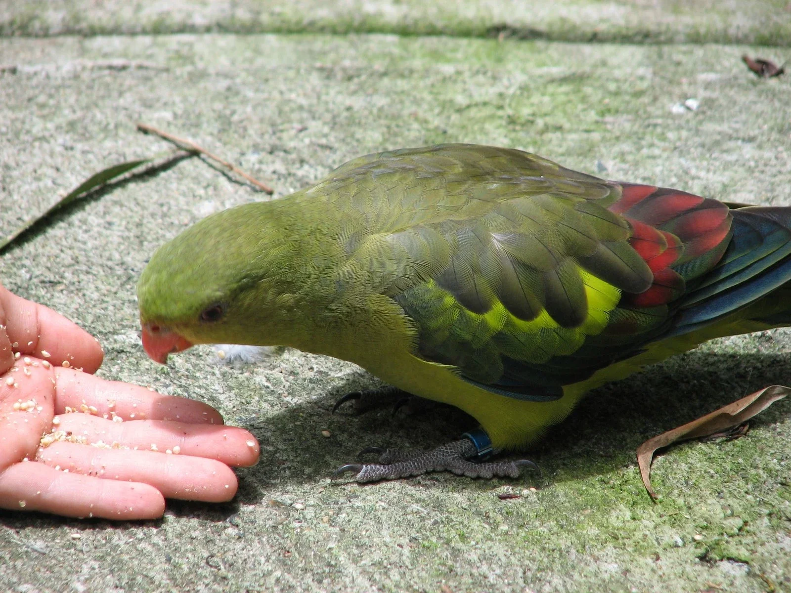 Flying High Bird Park