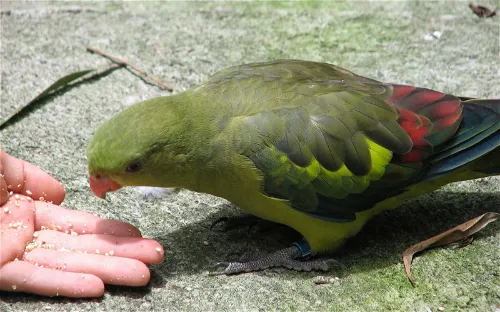Flying High Bird Park