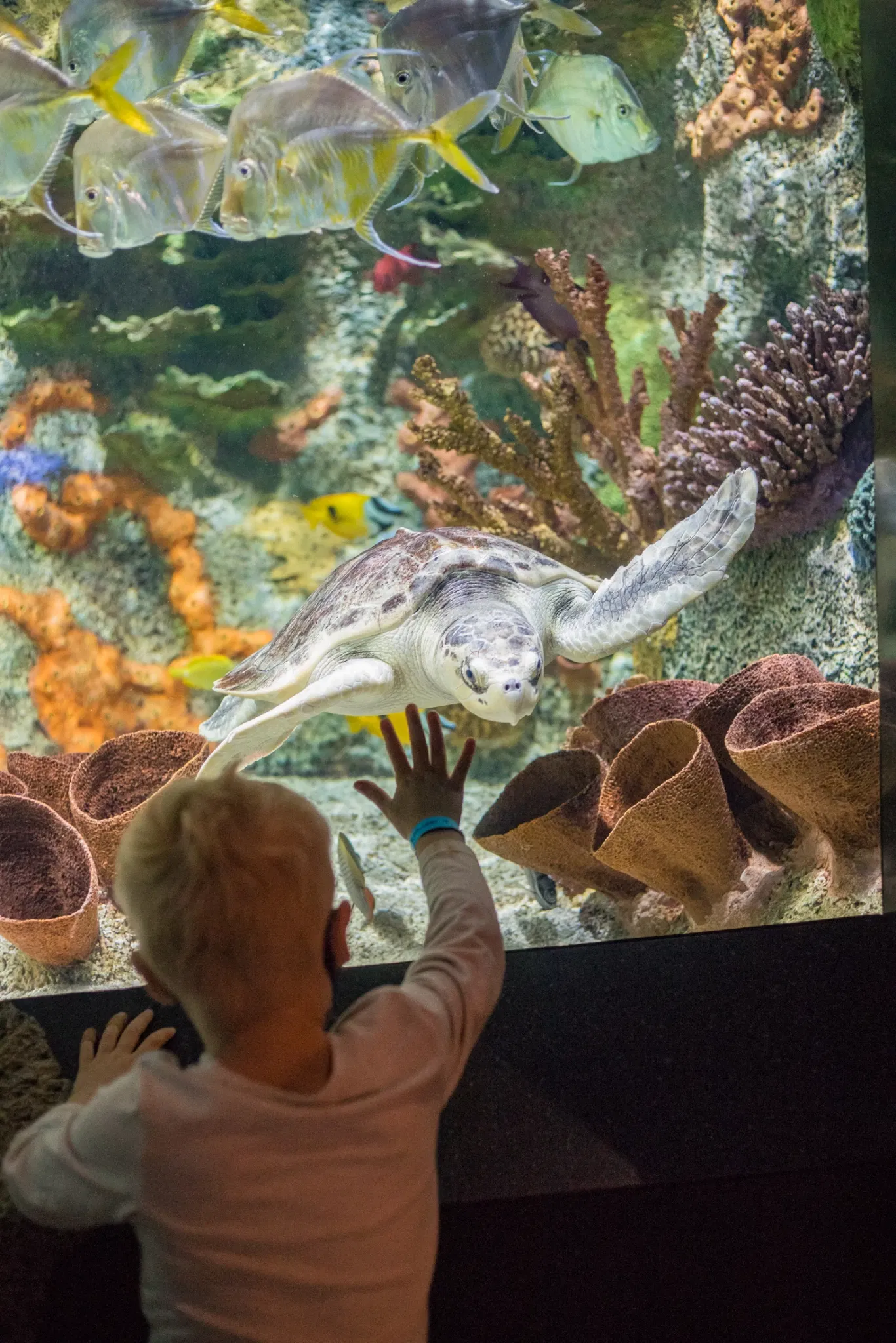 Cook Museum of Natural Science