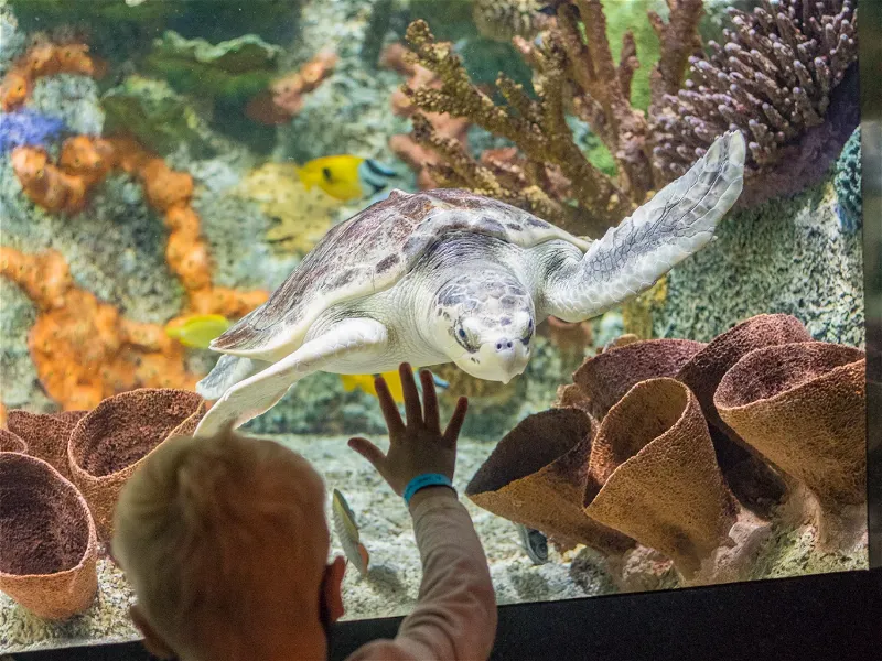 Cook Museum of Natural Science (Decatur) - Visitor Information & Reviews