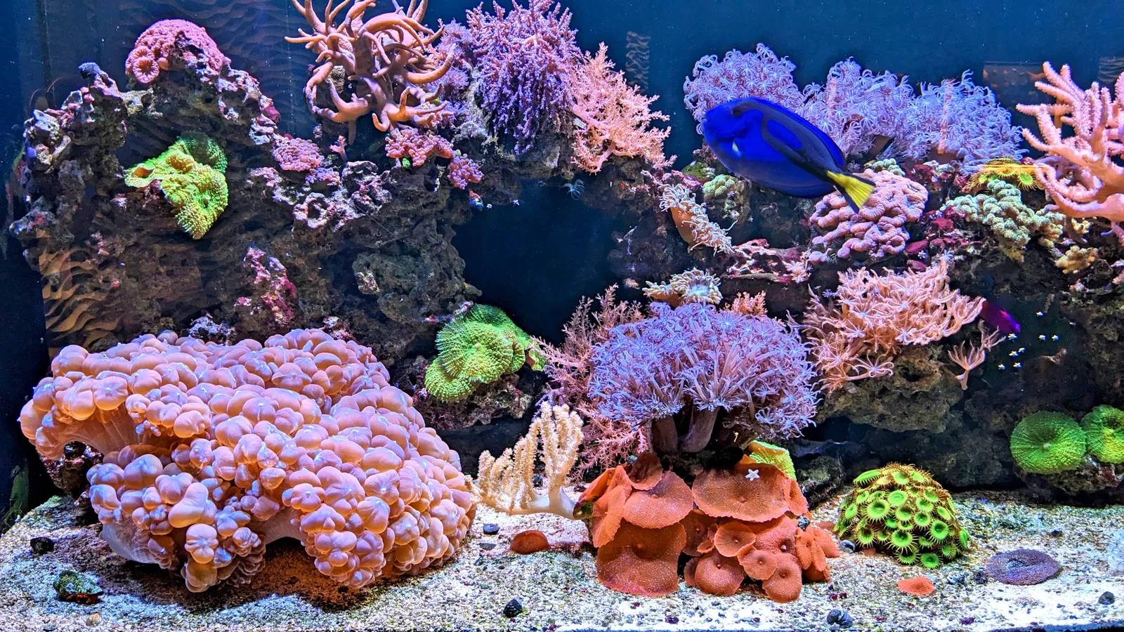 Cook Museum of Natural Science