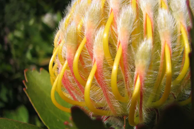 Jardín botánico del Estado de Georgia