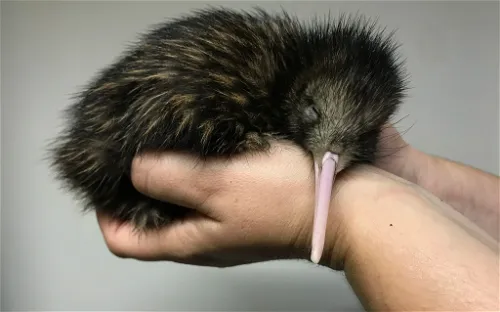 Willowbank Wildlife Reserve