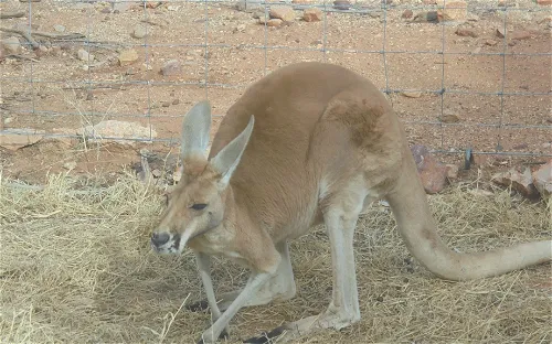 Alice Springs Desert Park