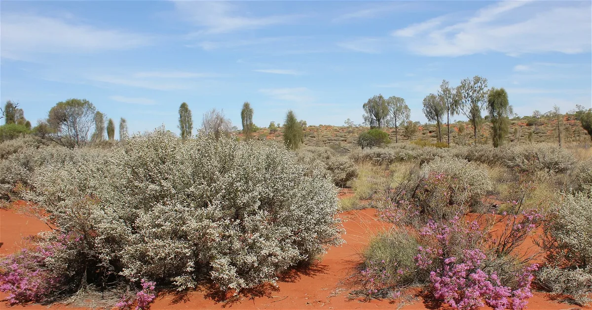 Yulara: Discover all 1+ Museums, Exhibitions & Discounts
