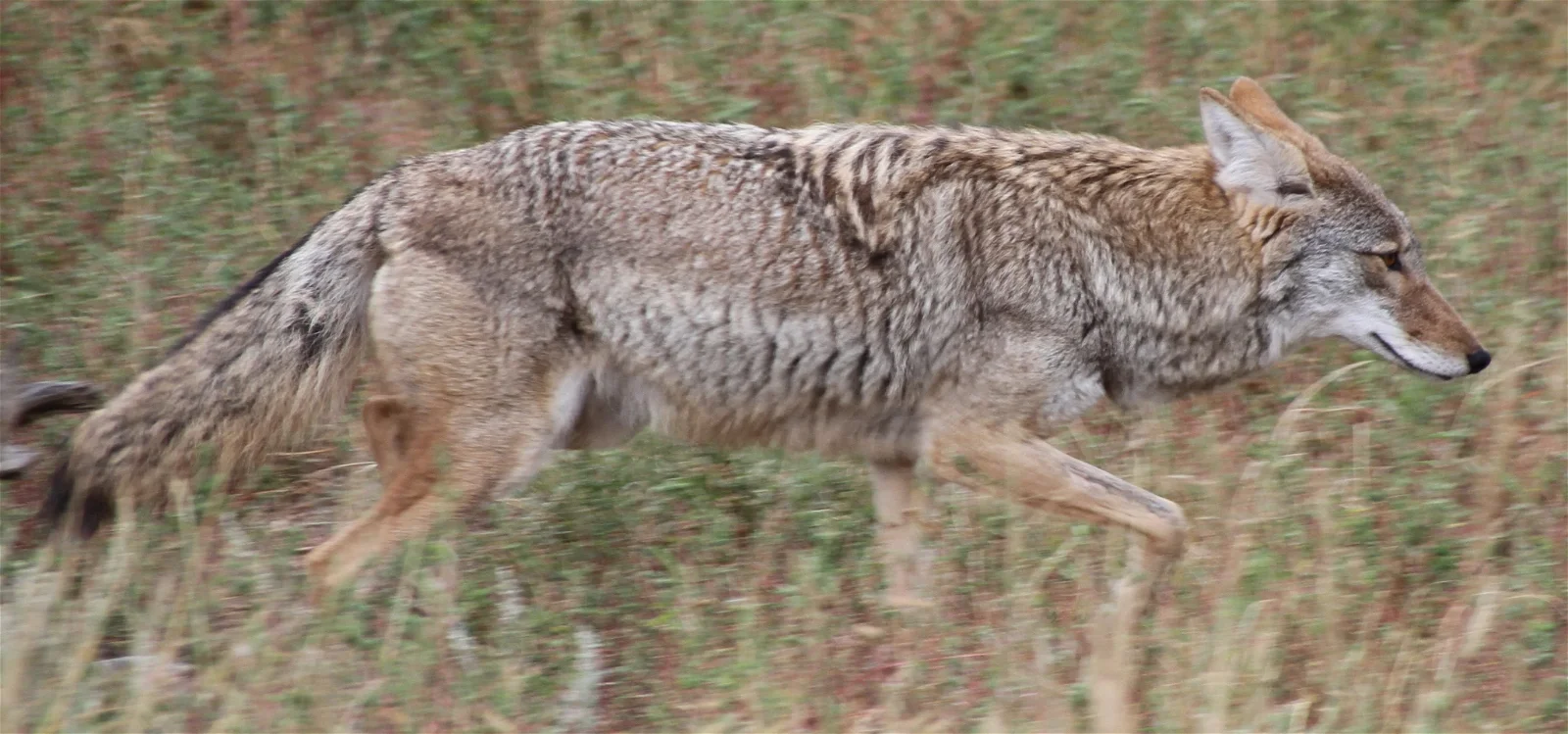 Wildlife West Nature Park