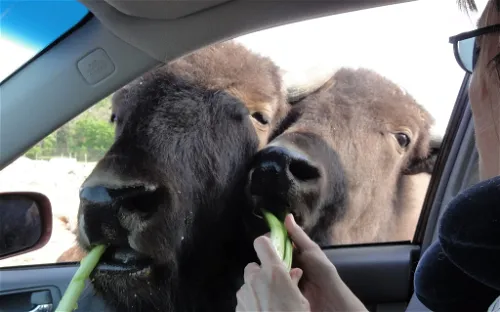 African Safari Wildlife Park