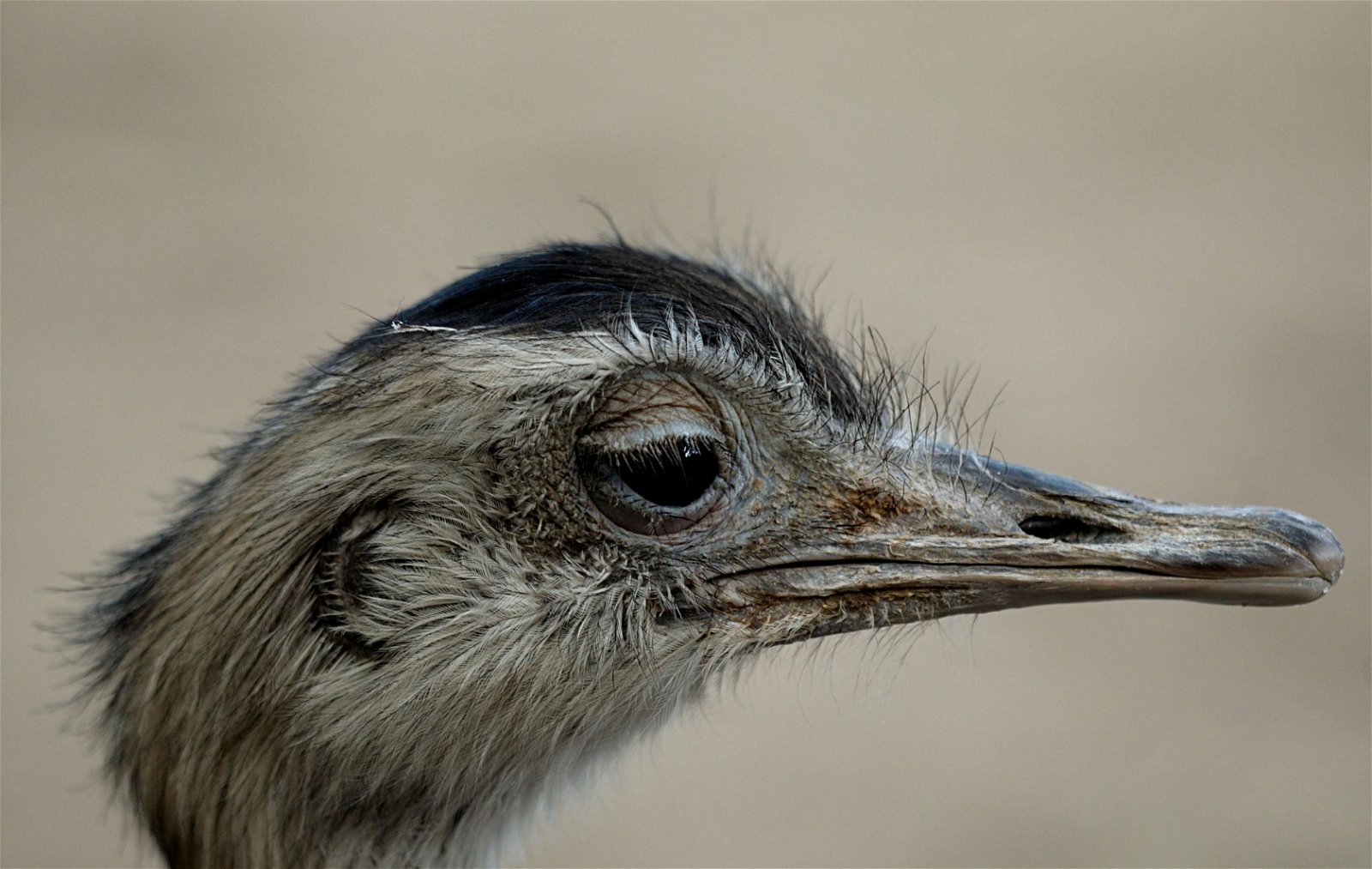 Ménagerie du Jardin des Plantes