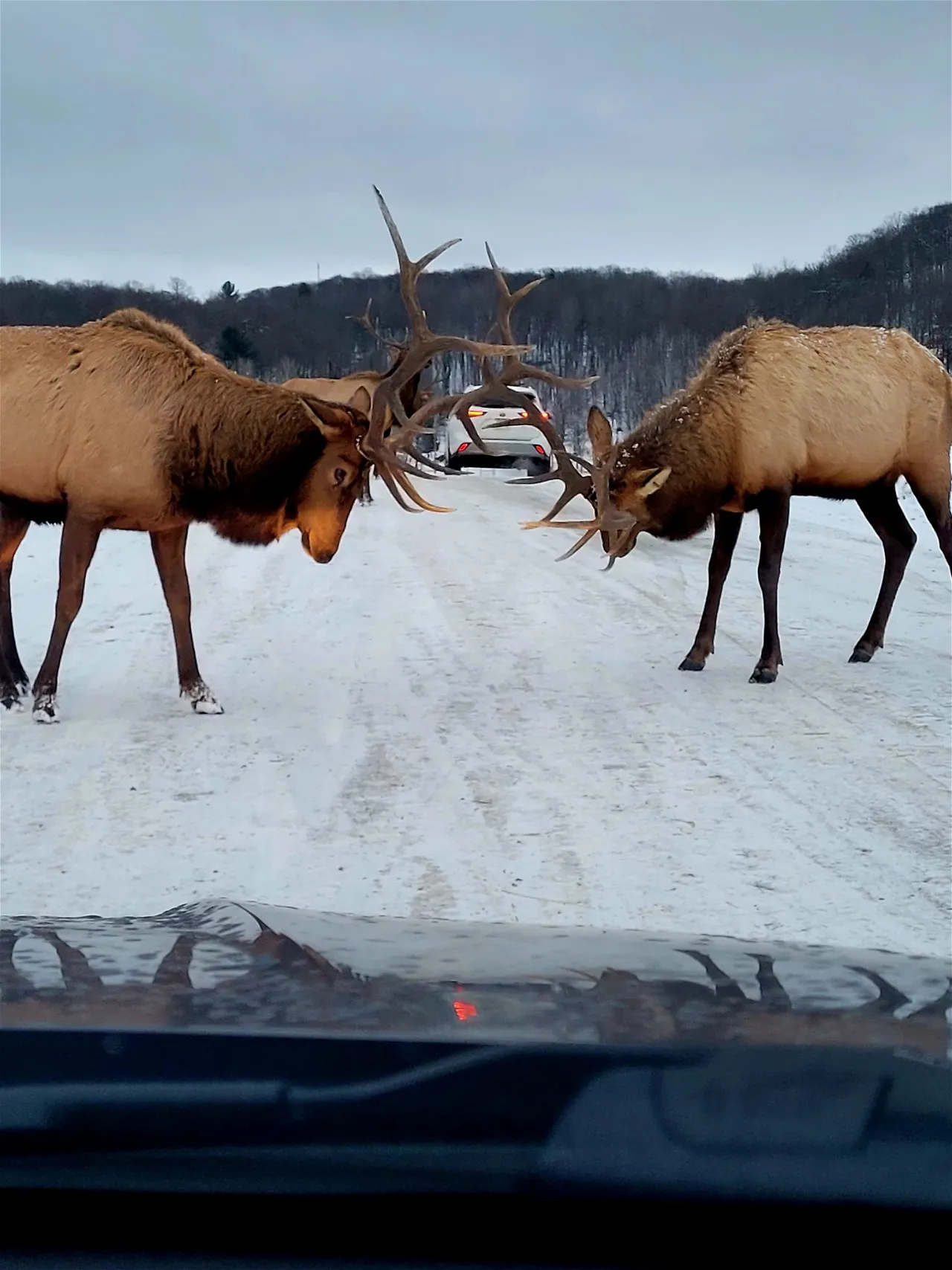 Parc Omega Notre Dame de Bonsecours Visitor Information Reviews