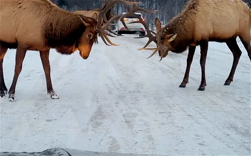 Parc Omega