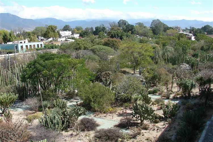 Jardín Etnobotánico de Oaxaca