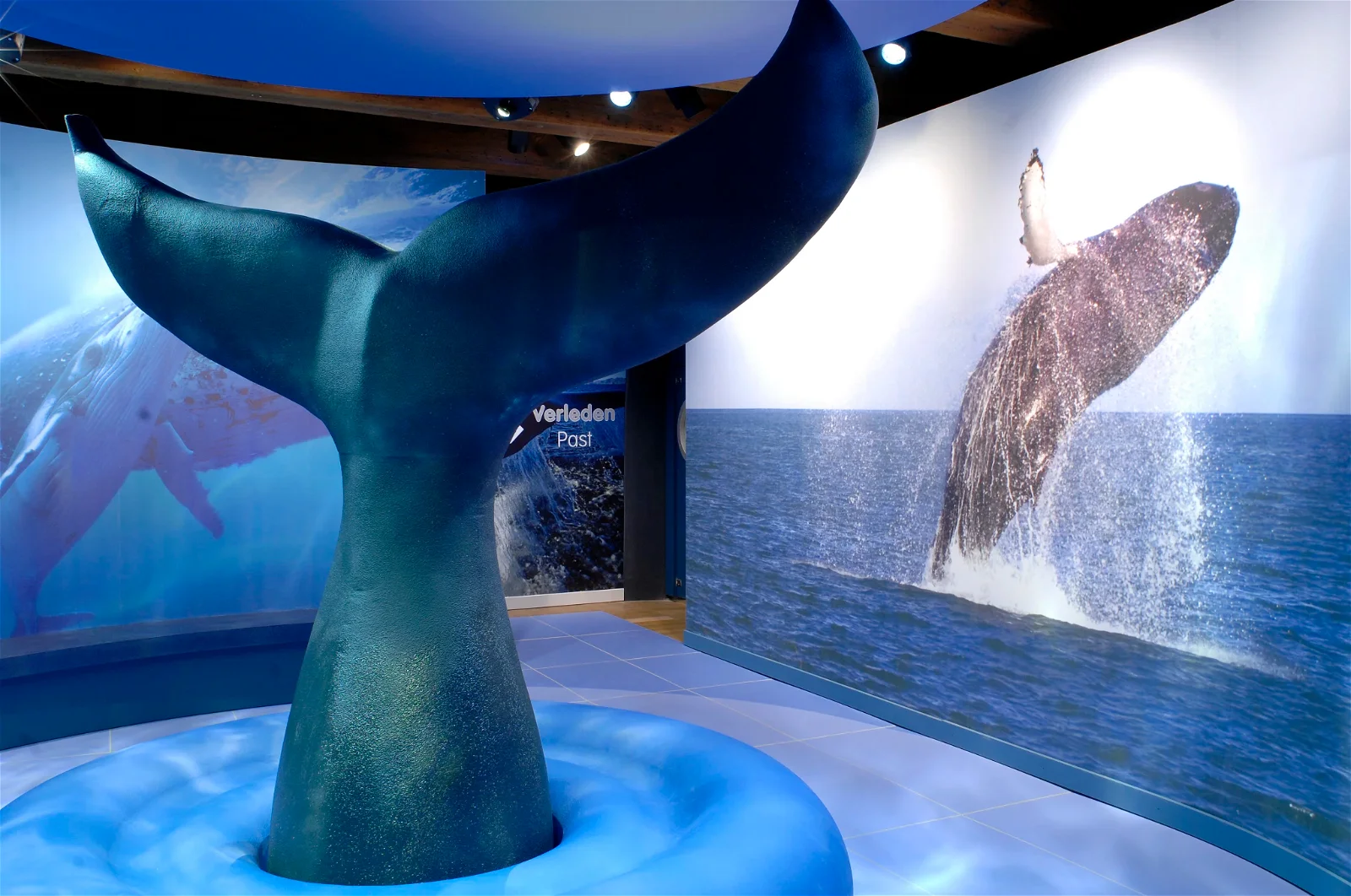 Het verhaal van de walvis