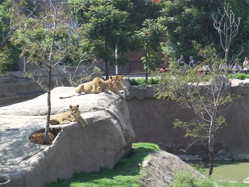 Zoo San Juan De Aragon