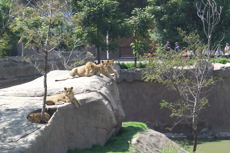Zoo San Juan De Aragon