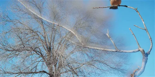 Jean-Luc Mylayne – De herfst van het paradijs