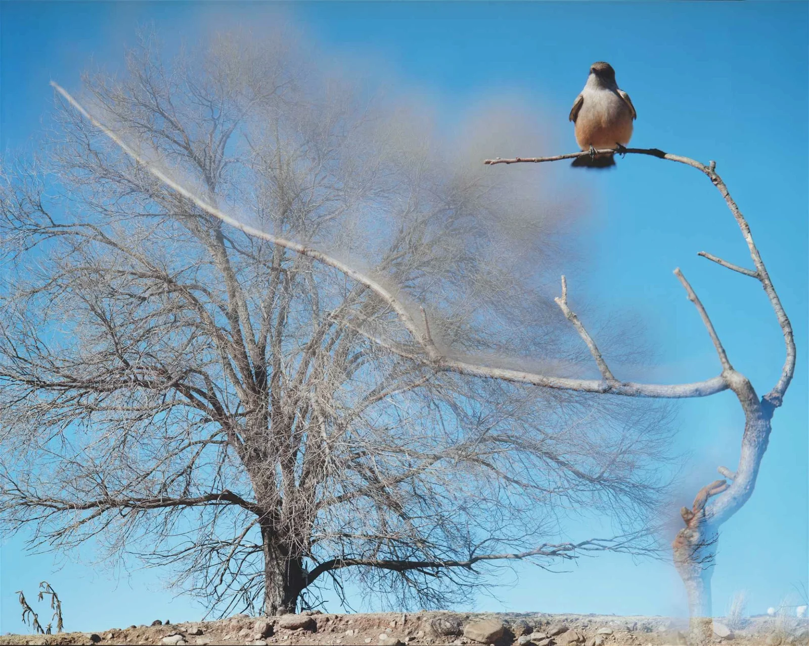 Jean-Luc Mylayne – De herfst van het paradijs