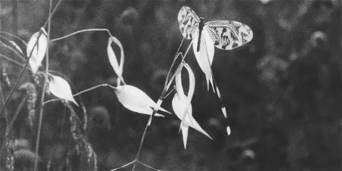 Jochen Lempert - Natural sources