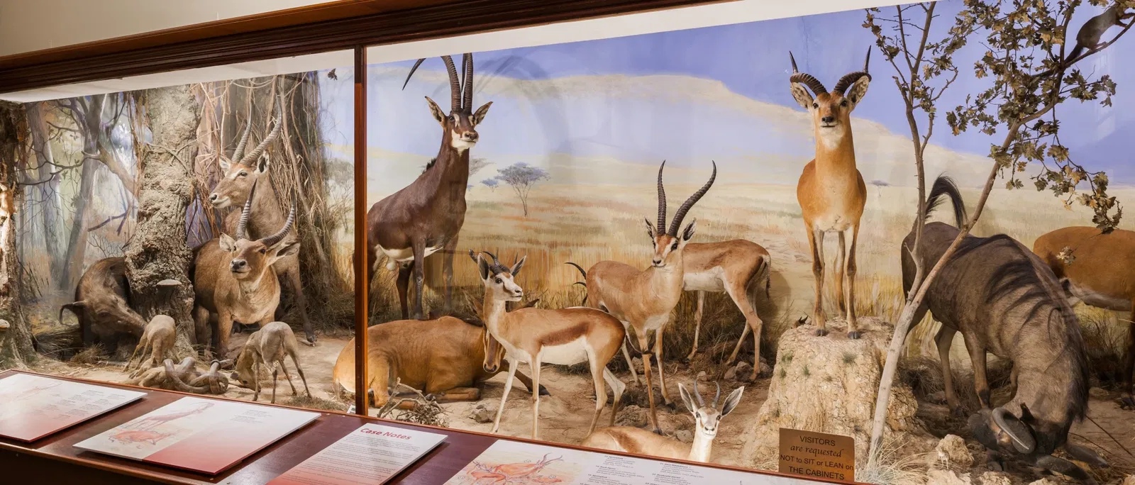 Powell-Cotton Museum, Quex House and Gardens