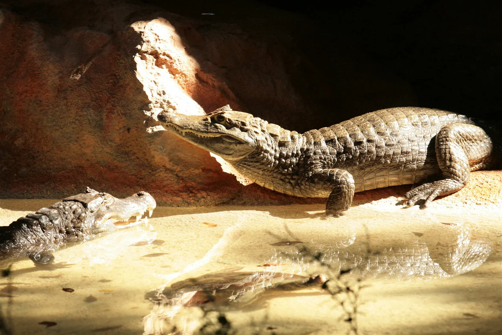 Dr. Juan A. Rivero Zoo of Puerto Rico